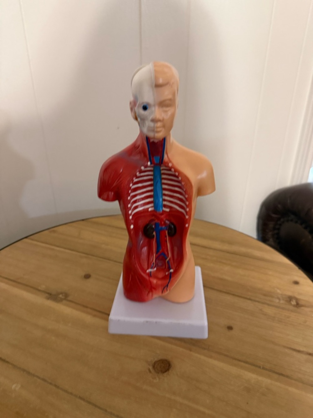 Anatomical Torso Model - Red and Skin-Tone Educational Bust